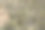 沙漠中的仙人掌景观图片下载