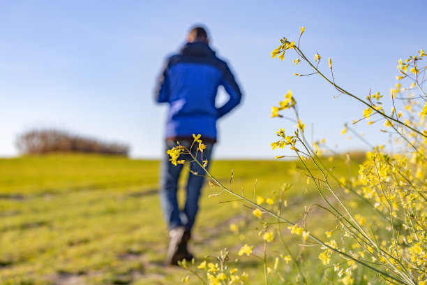 黄色的野花在前景对模糊的绿色草地和人走在晨光图片下载