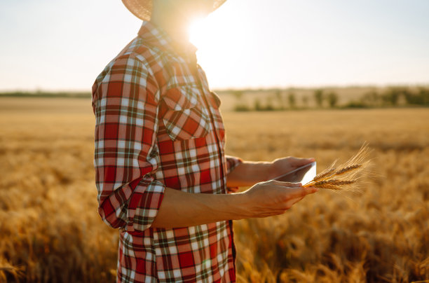农民拿着上网的平板，检查麦田的进展。图片下载