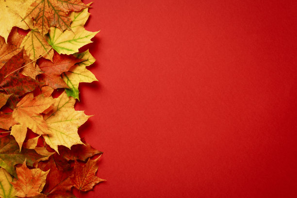 红色背景上的枫叶。秋天，感恩节大甩卖横幅设计。平铺，俯视图，复制空间。图片下载