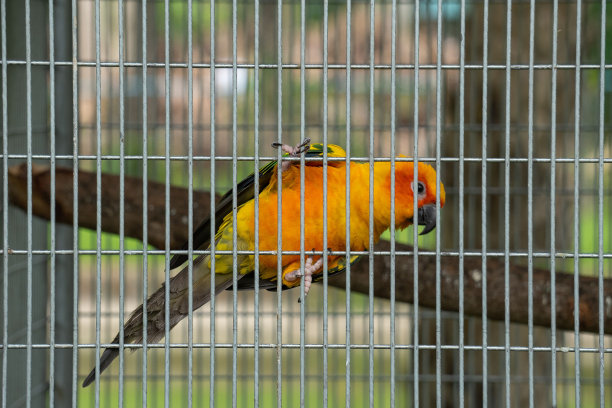 笼子里一只橙色鹦鹉的特写镜头图片下载