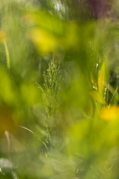 草地上的绿色马尾草，点缀着晨露。图片下载