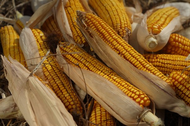 成熟的玉米棒图片下载