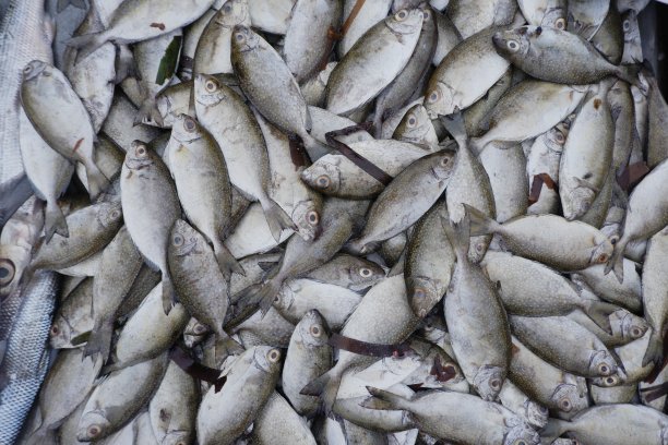 细斑兔鱼在印尼语中被称为Bawis鱼，在传统的鱼市场上出售图片下载