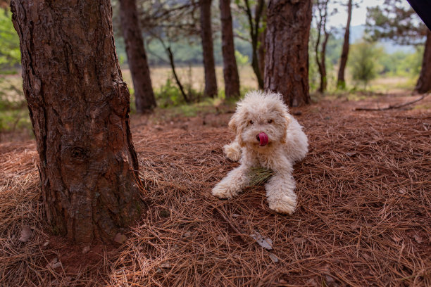 森林里一只可爱、微笑的狗的照片图片下载