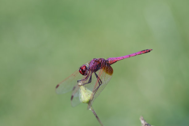 一只蜻蜓(极光)在自然背景的图像。昆虫动物与复制空间图片下载
