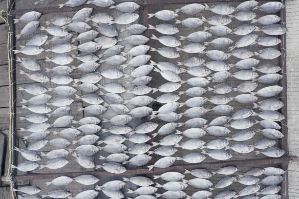 渔民的鱼在阳光下晒干，使其更耐用，这是制作咸鱼的过程图片下载