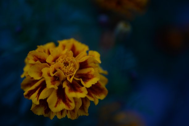 黄橙色的黑莓，万寿菊特写背景，在一个阳光明媚的日子，模糊的背景，花万寿菊特写背景在一个秋天阳光明媚的日子，橙色的万寿菊颜色，红色的花图片下载