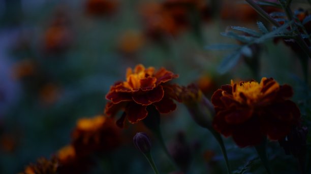 黄橙色的黑莓，万寿菊特写背景，在一个阳光明媚的日子，模糊的背景，花万寿菊特写背景在一个秋天阳光明媚的日子，橙色的万寿菊颜色，红色的花图片下载