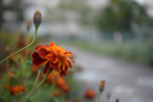 黄橙色的黑莓，万寿菊特写背景，在一个阳光明媚的日子，模糊的背景，花万寿菊特写背景在一个秋天阳光明媚的日子，橙色的万寿菊颜色，红色的花图片下载