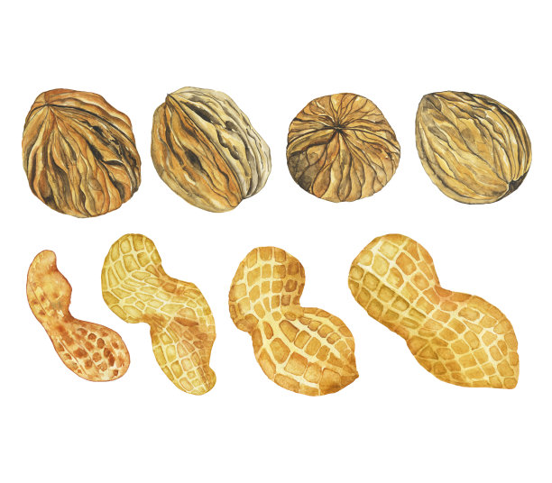 水彩坚果集花生和核桃孤立在白色背景。手绘插图与食物收集。图片下载