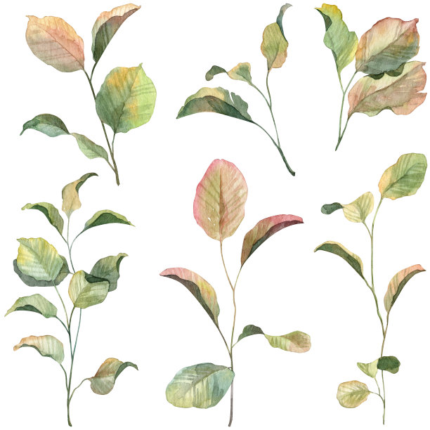 一套现实的植物水彩枯萎植物在白色背景。手绘详细的植物标本室树枝图片下载