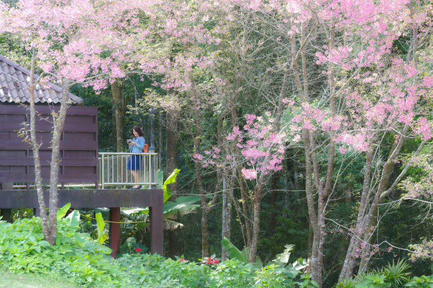 年轻的亚洲背包客。图片下载