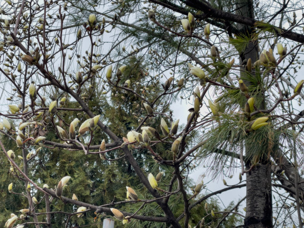 木兰花在春天盛开图片下载