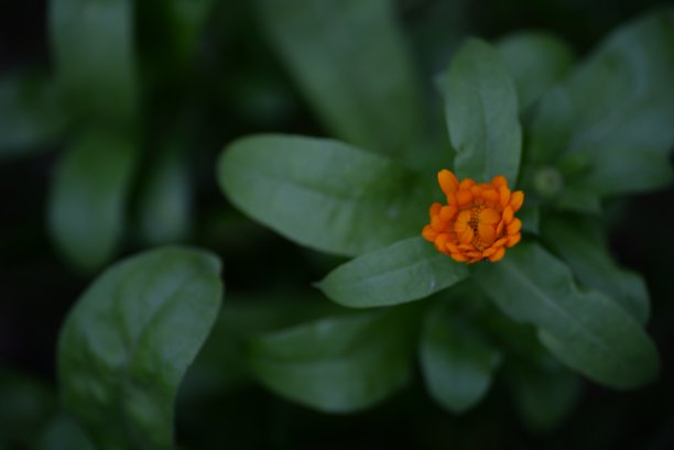 绿色背景下的橙黄色万寿菊花朵和花蕾特写图片下载