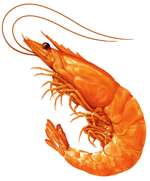 虾，插图，孤立在白色背景，写实，照片写实图片下载