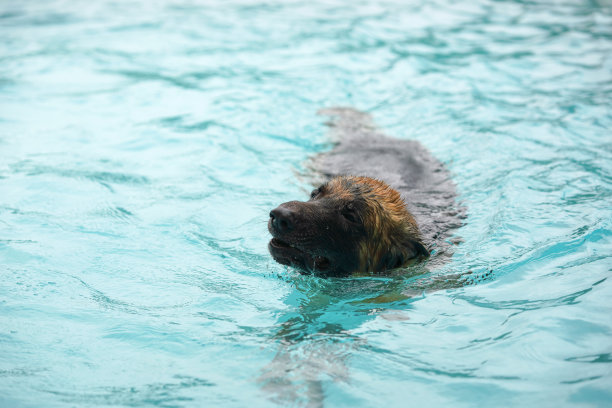 德国牧羊犬在游泳池游泳图片下载