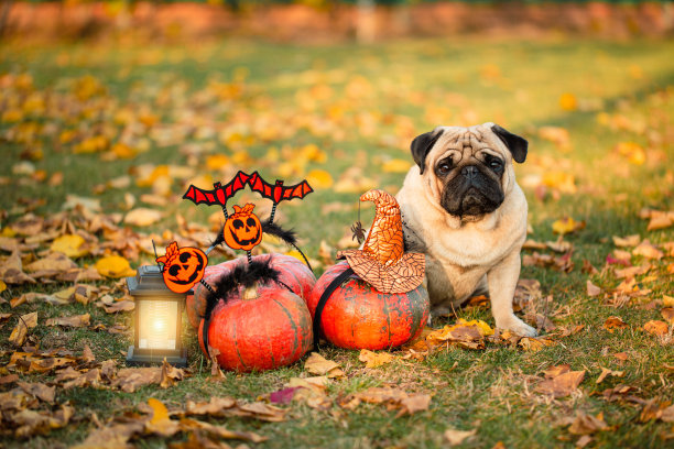 万圣节那天，一只哈巴狗坐在一片黄叶空地上的三只南瓜旁边图片下载