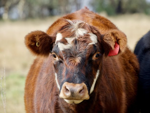 红色的安格斯牛图片下载