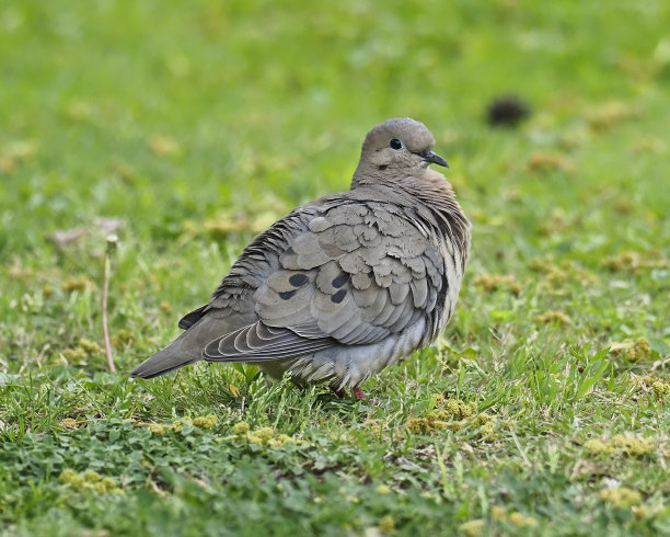 一只耳鸽在圣地亚哥花园的草坪上寻找食物图片下载