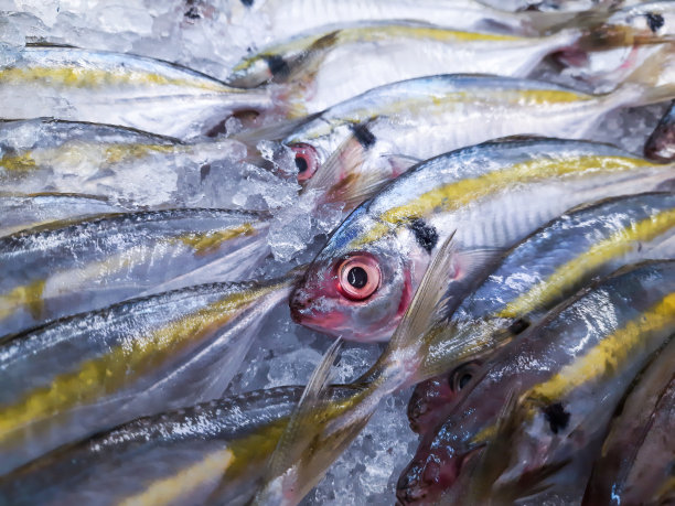 超市里的冰鲜鱼图片下载