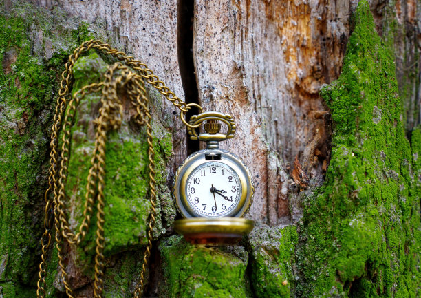 古董怀表挂在长满青苔的老树上图片下载