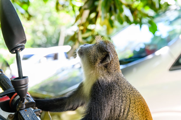 Jozani森林骑脚踏车的疣猴。坦桑尼亚桑给巴尔岛,图片下载