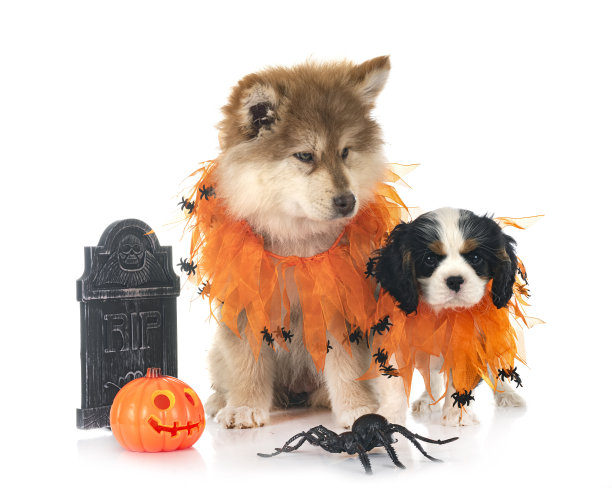 芬兰拉普德犬和骑士国王查尔斯图片下载