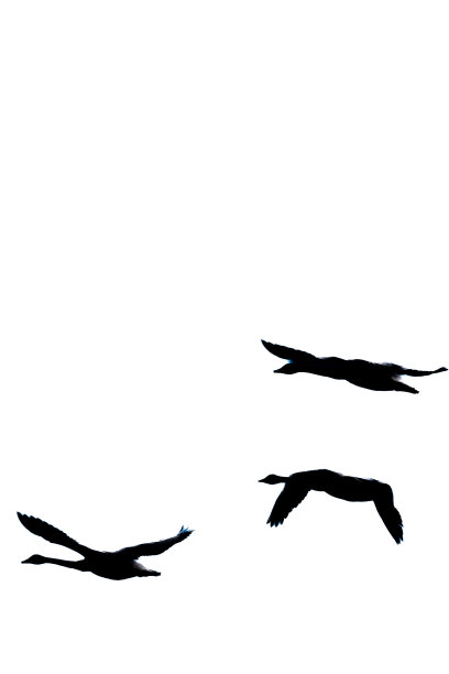 飞翔的天鹅图片下载