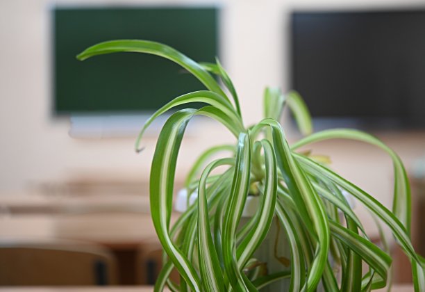 室内植物吊兰，末端有干燥的叶子，背景是学校的黑板。室内植物病害图片下载