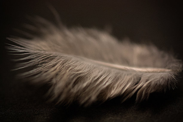抽象的羽毛。图片下载