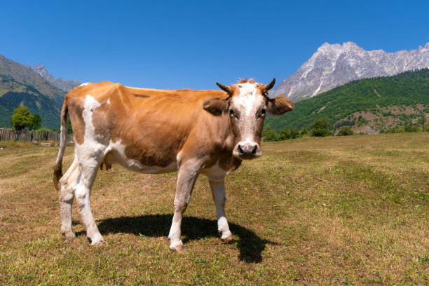 在一个阳光明媚的日子里，一头美丽的白红色奶牛在山的背景下吃草，看着镜头图片下载