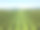 在一个阳光明媚的日子里，无人机拍摄的核桃树种植园。榛果树种植园，无人机视图图片下载