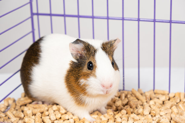迷人的小天竺鼠坐在木填料的笼子里图片下载