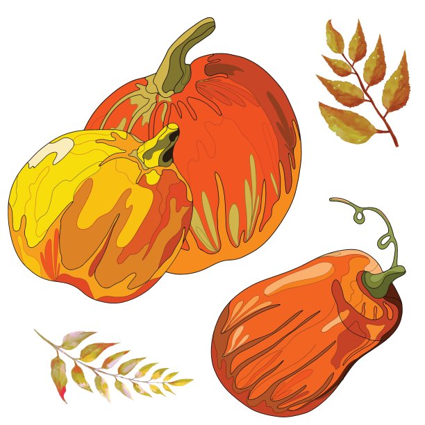 一组南瓜和树叶插图图片下载