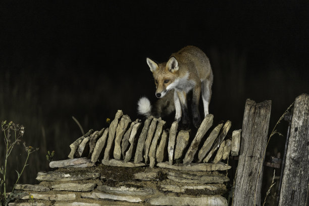 一只红狐(Vulpes Vulpes)站在一堵干燥的石墙上的画像。图片下载