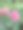 两朵重瓣粉红色攀缘玫瑰的花图片下载