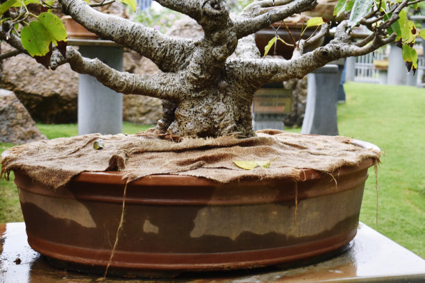 在位于印度海得拉巴的一个花园发现的美丽盆景的快照。图片下载