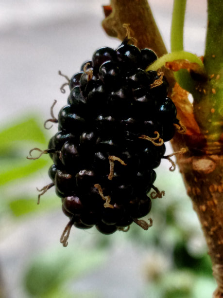 黑桑果黑桑树(黑桑树)的集体果实，颜色可为红色、绿色、白色、紫色或黑色，由无数小花的膨大的子房组成图片下载