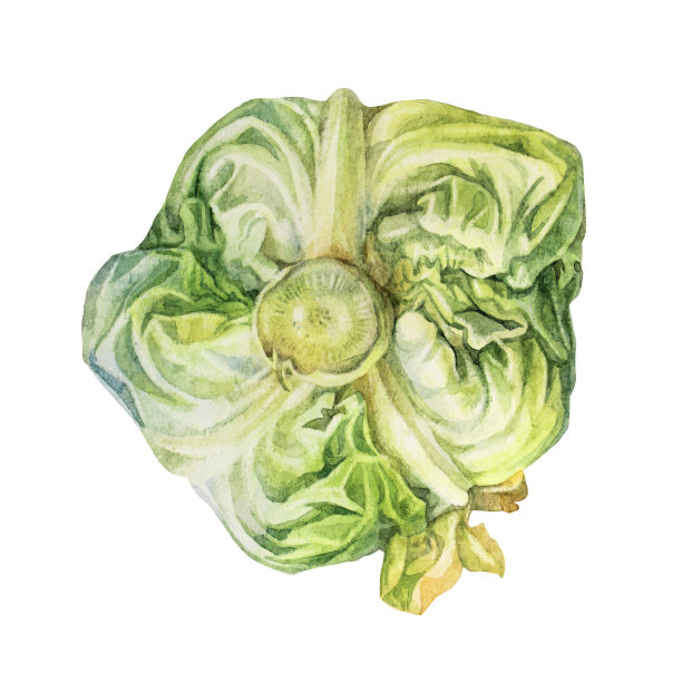 水彩画的白菜头孤立在白色的背景。纯素或素食者的手绘蔬菜餐。做沙拉的原料。剪贴画为烹饪书厨房或咖啡馆菜单。对象的壁纸图片下载