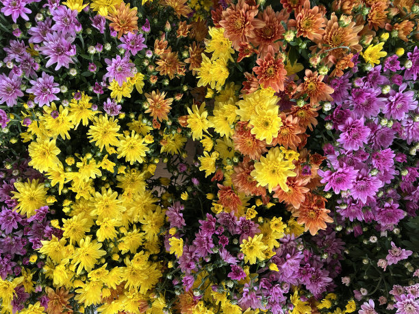 菊花图片下载