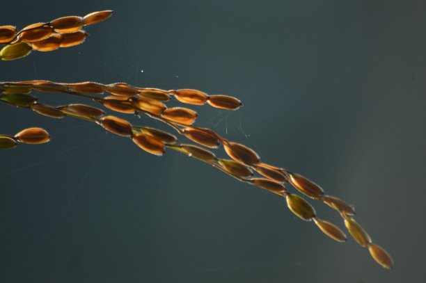 稻田种子特写与模糊的背景图片下载