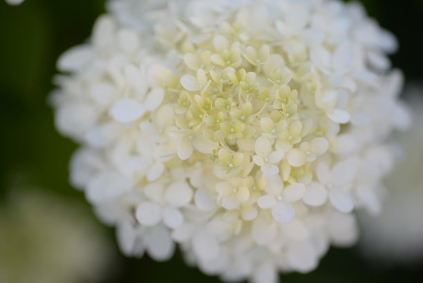 白色的绣球花，一束绣球花特写在绿色的背景上，花的质感，渐变的绣球花，乌克兰灌木绣球花，柔和的白色枝条绣球花在灌木丛中，在一个阳光明媚的晚上，在蓝天的衬托下，绿色的叶子一片图片下载