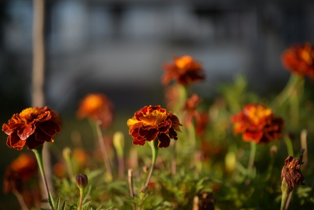 黄橙色的黑莓，万寿菊特写背景，在一个阳光明媚的日子，模糊的背景，花万寿菊特写背景在一个秋天阳光明媚的日子，橙色的万寿菊颜色，红色的花图片下载