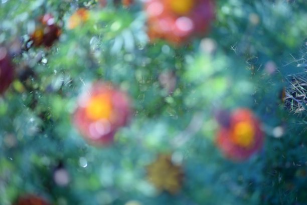 黄橙色的黑莓，万寿菊特写背景，在一个阳光明媚的日子，模糊的背景，花万寿菊特写背景在一个秋天阳光明媚的日子，橙色的万寿菊颜色，红色的花图片下载