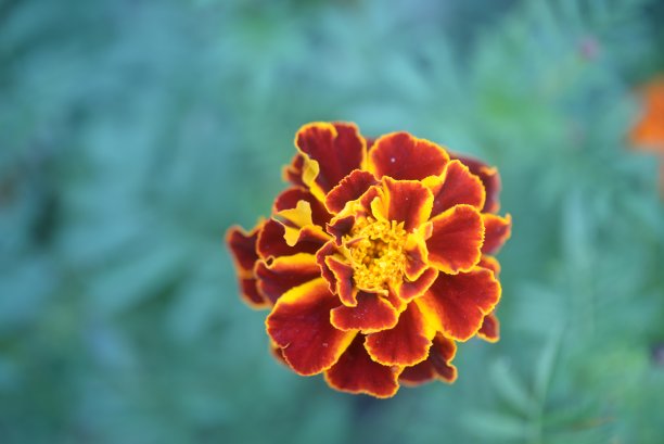 黄橙色的黑莓，万寿菊特写背景，在一个阳光明媚的日子，模糊的背景，花万寿菊特写背景在一个秋天阳光明媚的日子，橙色的万寿菊颜色，红色的花图片下载