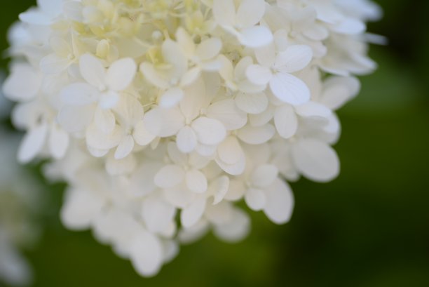 白色的绣球花，一束绣球花特写在绿色的背景上，花的质感，渐变的绣球花，乌克兰灌木绣球花，柔和的白色枝条绣球花在灌木丛中，在一个阳光明媚的晚上，在蓝天的衬托下，绿色的叶子一片图片下载