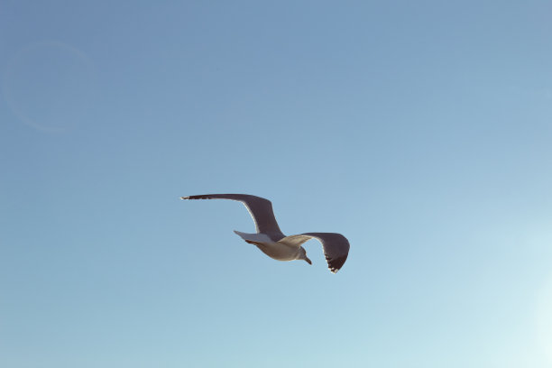 从下面以蓝天为背景，看到一只孤立的海鸥在飞行图片下载