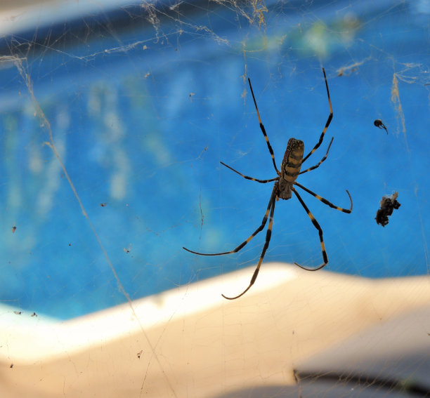 一只织网的乔罗蜘蛛图片下载