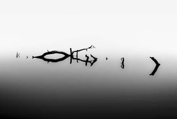 水里的树图片下载